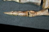 Struthiomimus Composite Foot - Two Medicine Formation #92641-3